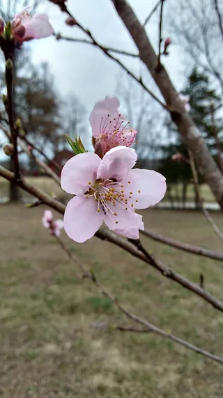 开花，自然，春天，水果，植物，开花植物，花，新鲜度
