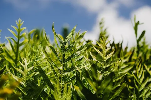 浅,焦点,绿色,植物,植物,田野,农场,自然 浅,焦点,绿色,植物,植物,田野,农场,自然