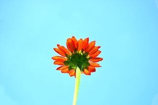 低角度照片，红色，雏菊花，青色天空，自然，植物，花朵