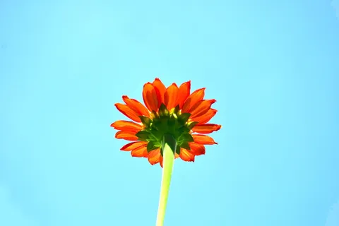 低角度照片,红色,雏菊花,青色天空,自然,植物,花朵 低角度照片,红色,雏菊花,青色天空,自然,植物,花朵