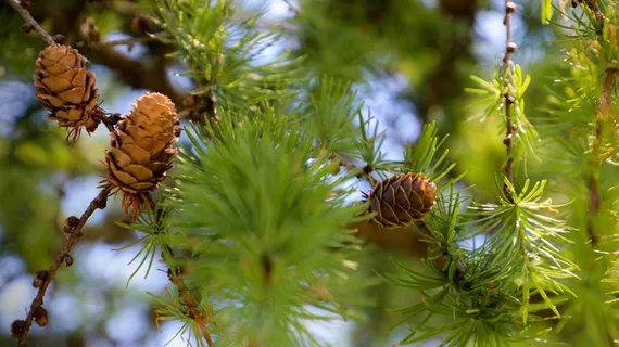 美国，科特兰，9658 sperry路，summer，东部铁杉，植物园，球果，macro