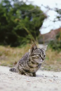 灰色表面上的棕色虎斑猫 灰色表面上的棕色虎斑猫