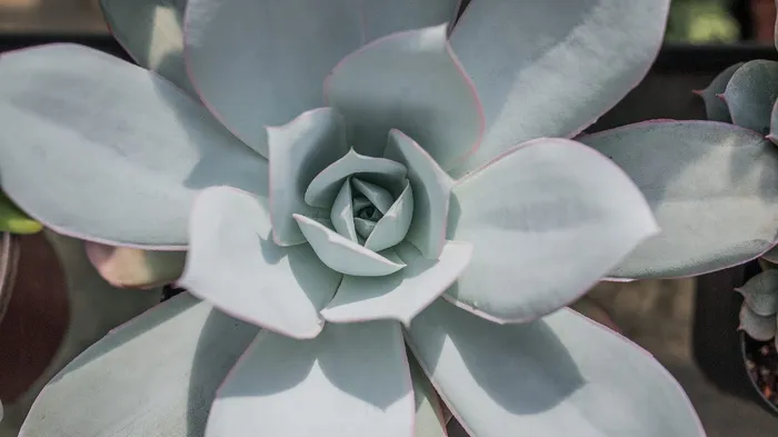 白天绿叶植物