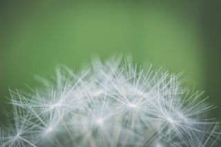 枯萎蒲公英的焦点摄影