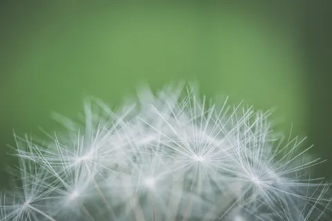 枯萎蒲公英的焦点摄影 枯萎蒲公英的焦点摄影