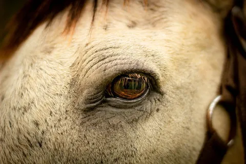 马眼的选择性聚焦摄影