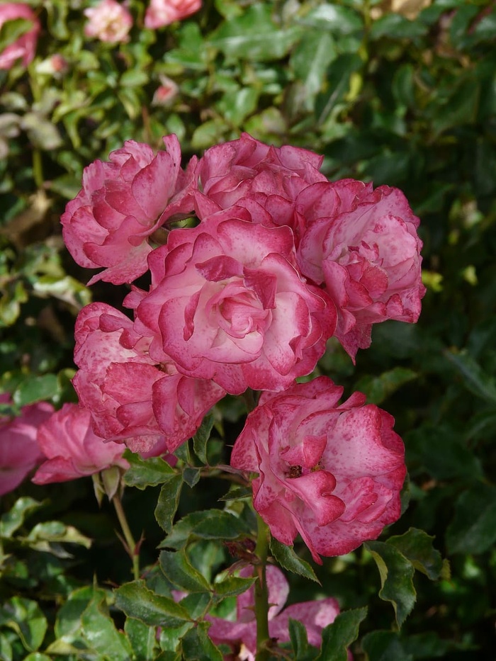 玫瑰，花朵，花朵，颜色，粉色，斑点，花朵，开花植物