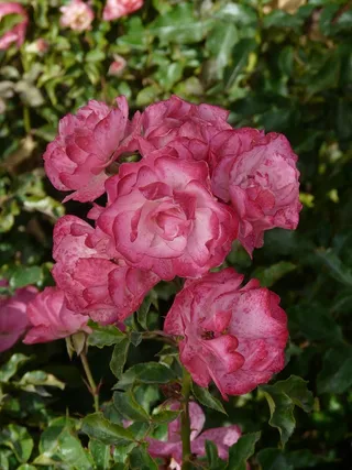 玫瑰，花朵，花朵，颜色，粉色，斑点，花朵，开花植物