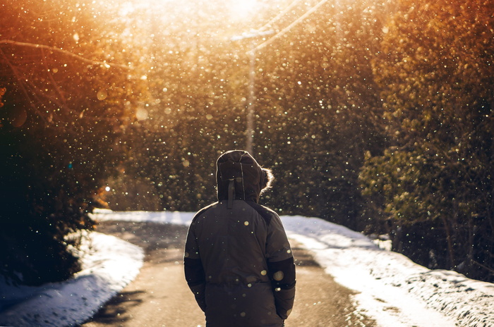 雪，冬天，白色，寒冷，天气，冰，树，植物