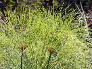 纸莎草，莎草属，莎草科，伞形花序，装饰，花朵，异国情调，植物