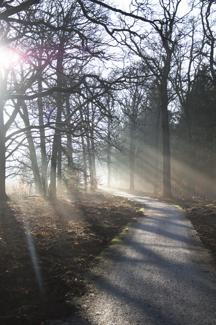 荷兰，奥特洛，科勒-米勒博物馆，dew，科勒-米勒，veluwe，Sunray，sunbeam