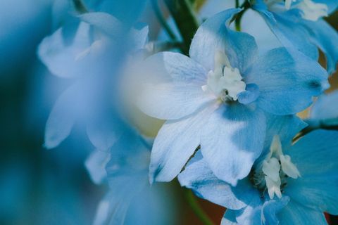 花, 准备好输入, 准备好文本, 类型, 文本, 没有人, 软, 美丽