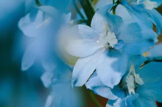 花, 准备好输入, 准备好文本, 类型, 文本, 没有人, 软, 美丽