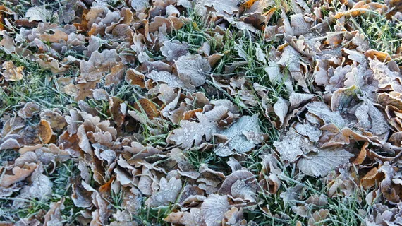 芬兰，埃斯波，奥塔尼米，秋天，秋天，冬天，树叶，霜冻