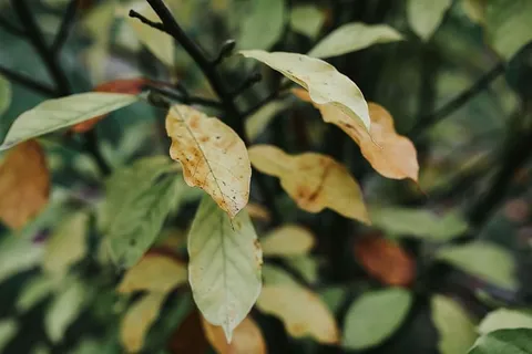 树上树叶的特写镜头 树上树叶的特写镜头