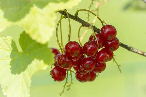 红醋栗，红醋栗，红醋栗，红醋栗，花园，花园里，夏天