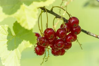 红醋栗，红醋栗，红醋栗，红醋栗，花园，花园里，夏天