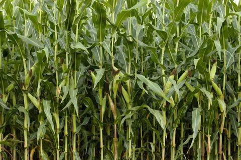 绿色玉米田,玉米,自然,玉米田,田地,绿色,农业,植物 绿色玉米田,玉米,自然,玉米田,田地,绿色,农业,植物