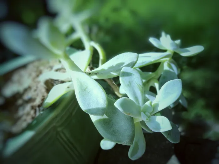 肉质、自然、风景、植物、生长、自然之美、特写、植物部分