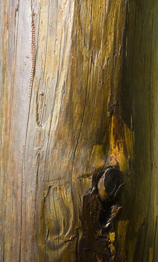 原木、光滑、木材、纹理、结构、背景、公告板、消息