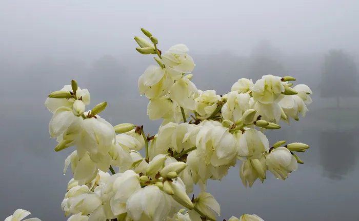 雨湿了丝兰花，晨雾，雾，湖，丝兰，花，花，开花，开花