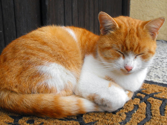 猫，tomcat，fľakatá，谎言，和平，动物主题，家养，哺乳动物