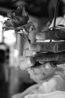 南非，malmesbury，皱纹，玫瑰，花，手，精致，年龄