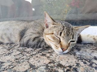 午睡，猫，梦，休息，平静，耳朵，家猫，猫