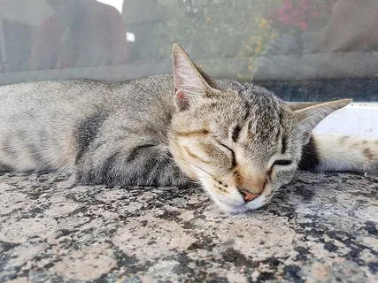 午睡,猫,梦,休息,平静,耳朵,家猫,猫 午睡,猫,梦,休息,平静,耳朵,家猫,猫