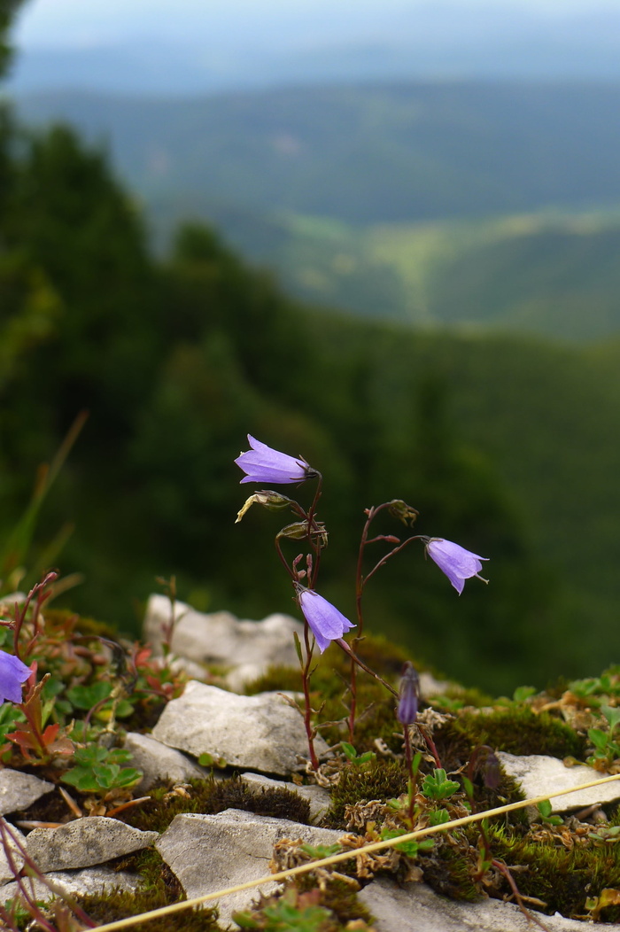 风铃花、风铃花、野花、自然、植物、植物、花朵、紫罗兰