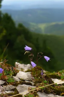 风铃花、风铃花、野花、自然、植物、植物、花朵、紫罗兰 风铃花、风铃花、野花、自然、植物、植物、花朵、紫罗兰