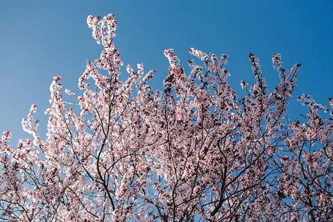 粉色的春花 粉色的春花