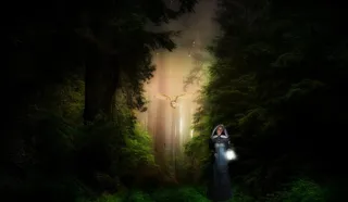 幻想，森林，光，树，神秘，童话，雌性，猫头鹰