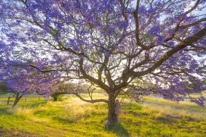 树, 蓝花楹, 模型, 开花, 春天, 紫色, Purpleblossom, 叶子