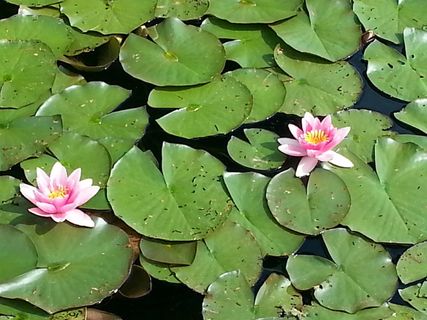 睡莲,花朵,水花,夏季图片,叶子,开花植物,植物部分,睡莲 睡莲,花朵,水花,夏季图片,叶子,开花植物,植物部分,睡莲