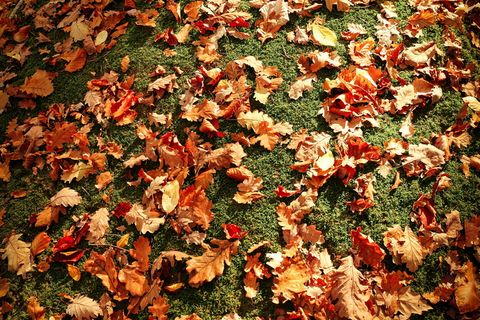 自然，树叶，树叶，地面，秋天，秋叶，日光，秋天