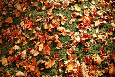 自然，树叶，树叶，地面，秋天，秋叶，日光，秋天