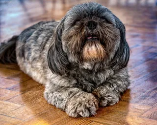 狗, 宠物, 咖啡厅, 动物, 可爱, 犬, 坐, 小狗