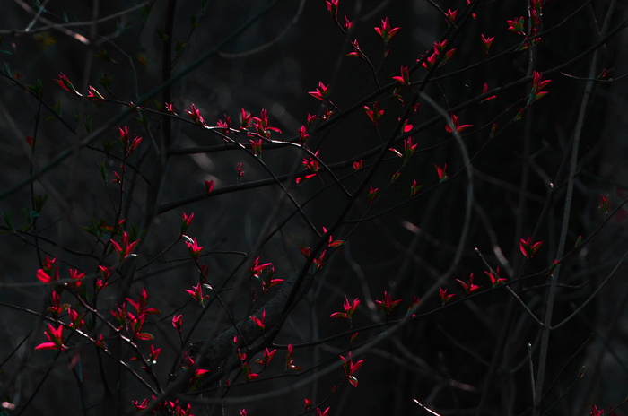 夜间红色花瓣的花朵