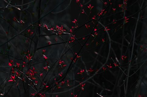 夜间红色花瓣的花朵 夜间红色花瓣的花朵