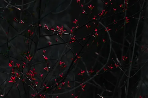 夜间红色花瓣的花朵 夜间红色花瓣的花朵
