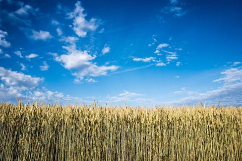 白天的玉米田 白天的玉米田