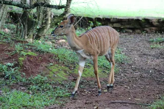 鹿，野生动物，母鹿，自然，荒野，小鹿，哺乳动物，户外