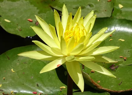 百合,花,黄色,墨西哥睡莲,睡莲科,黄色睡莲,墨西哥睡莲,香蕉睡莲 百合,花,黄色,墨西哥睡莲,睡莲科,黄色睡莲,墨西哥睡莲,香蕉睡莲
