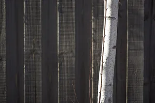 澳大利亚，阳光，桦树，郊区，郊区围栏，冬季灯光，冬季，郊区庭院