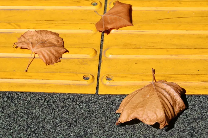 叶子，也见块，自然，秋天，美丽，叶子，植物部分，黄色