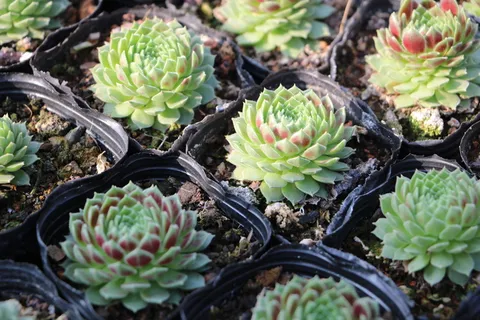 肉质植物,肉质,摄影,温室,植物,炒锅,属性,肉质植物 肉质植物,肉质,摄影,温室,植物,炒锅,属性,肉质植物