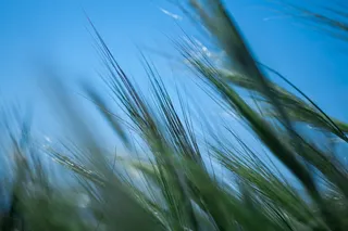 希腊, alimos, 帕尼山, 微距摄影, 花, 植物, 春天, 自然之美