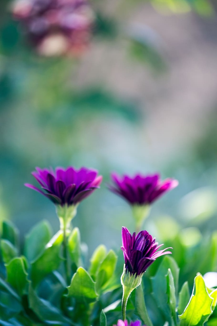 花，紫色，绿色，自然，颜色，花，花园，植物