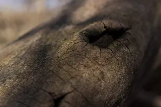 纹理、树、手、皮肤、bokeh、自然、手指、孔